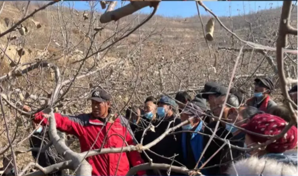 bevictor伟德在静宁帮扶村开展冬季果园管理培训(图5)